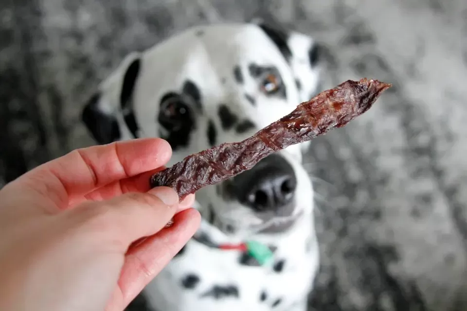 can dogs eat beef jerky