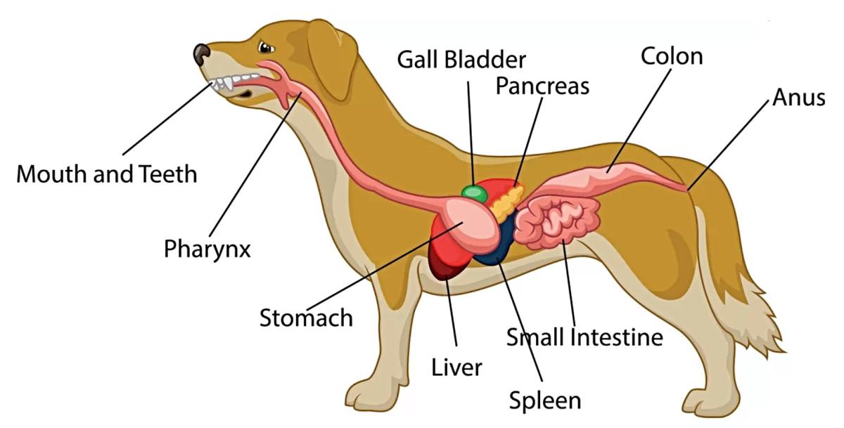 Do Dogs Have Gallbladders