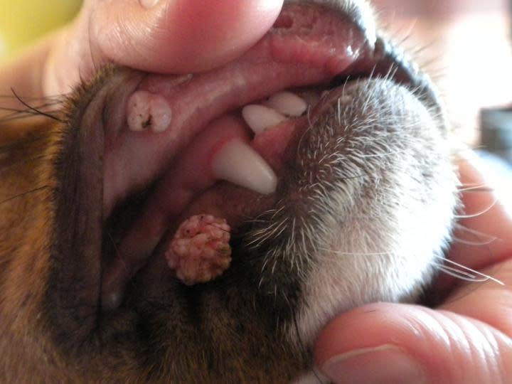 Dog Lip Papilloma