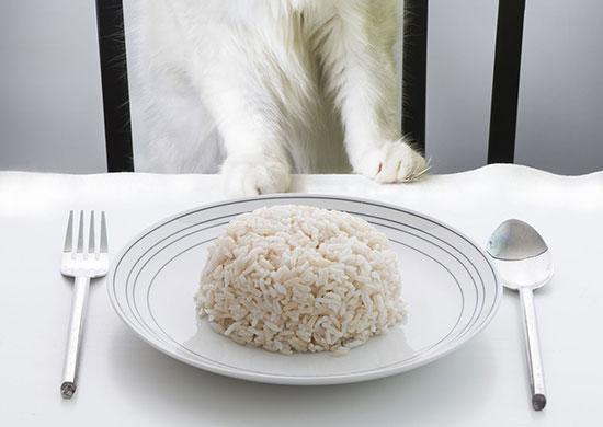 Can Cats Eat White Rice