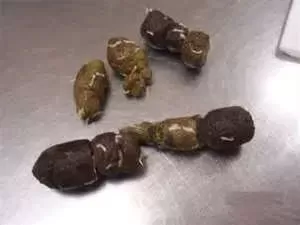 Pictures Of Worms In Dog Poop