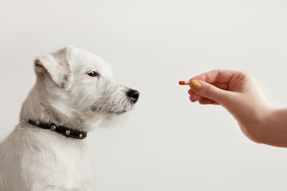 GABAPENTINA PARA PERROS