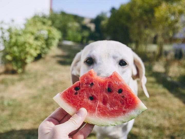 Watermelon Good for Dogs