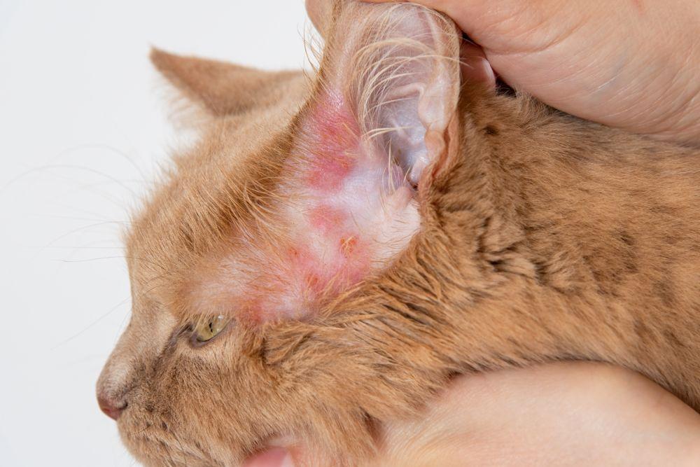 Bumps on Cats Ears