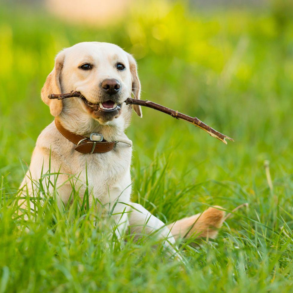 Best Dogs For First Time Owners