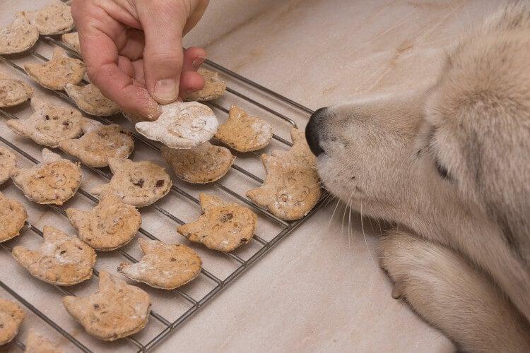 Healthy Dog Treats