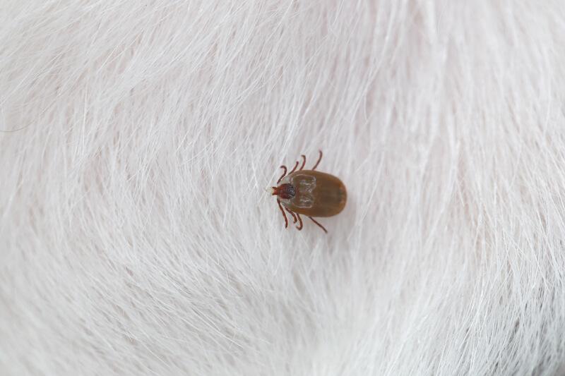 Do Dogs Need Flea and Tick Medicine Every Month？