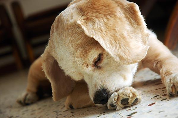 Köpekler neden pençelerini ısırır?