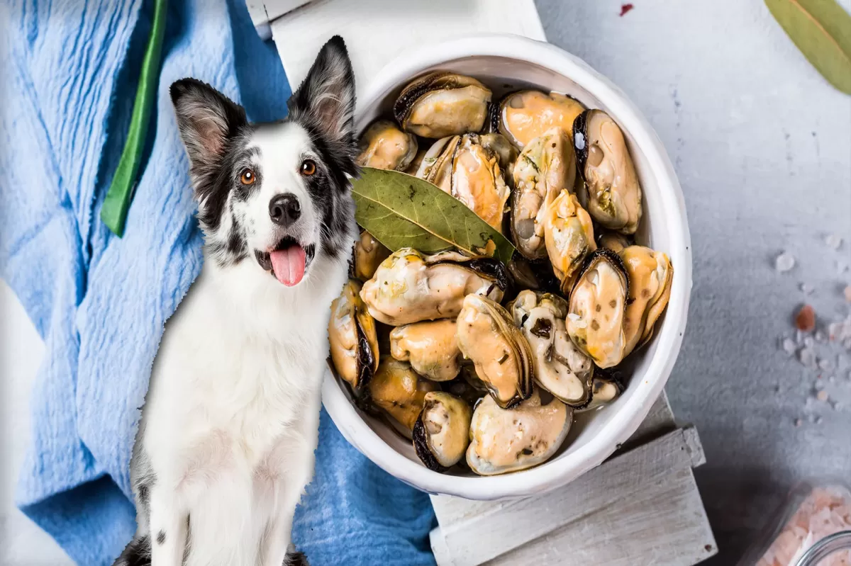 Can Dogs Eat Oysters And Mussels