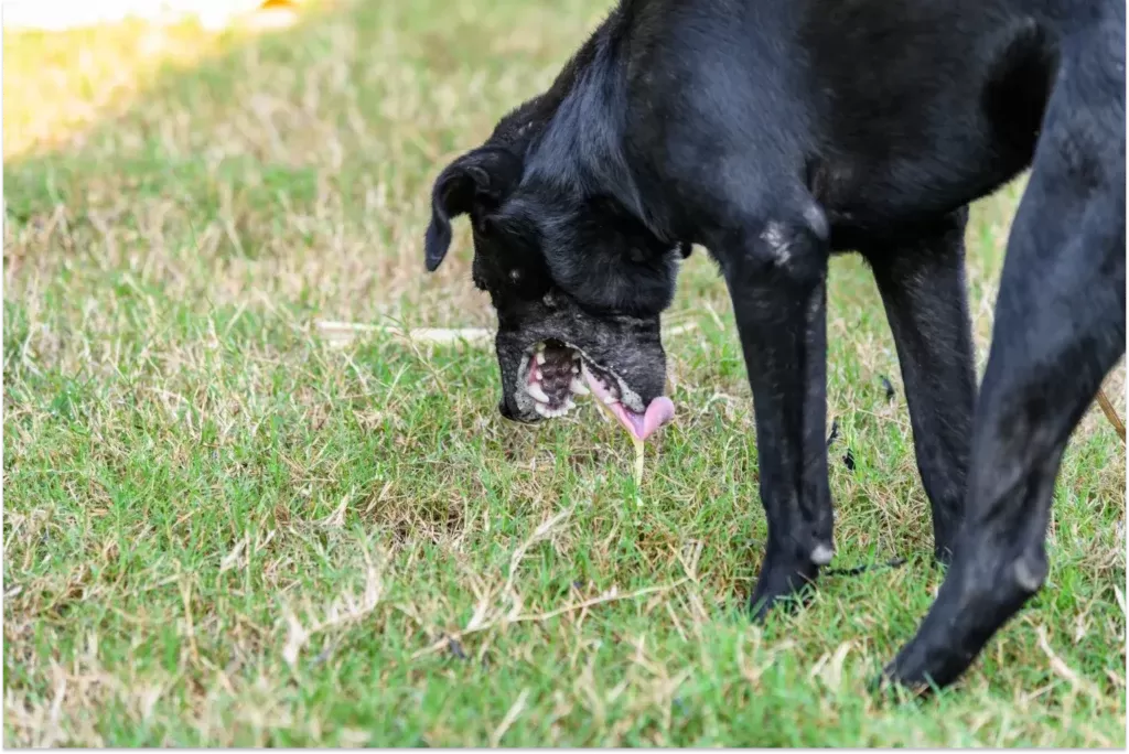 Dog Puking White Foam