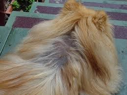 Black Skin Disease in Dogs