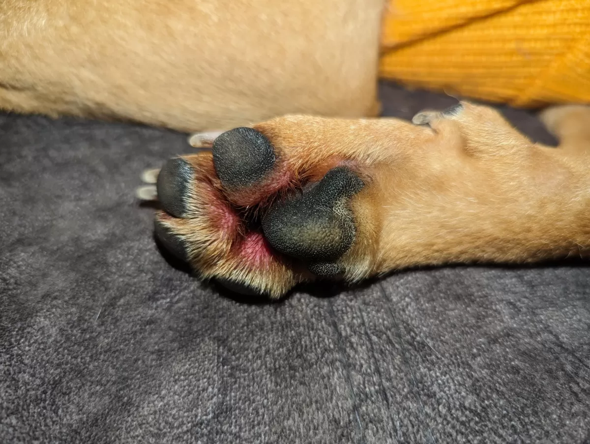 How do I treat my dogs' red paw