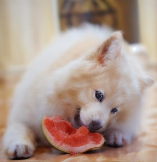 How Much Watermelon Can a Dog Eat?