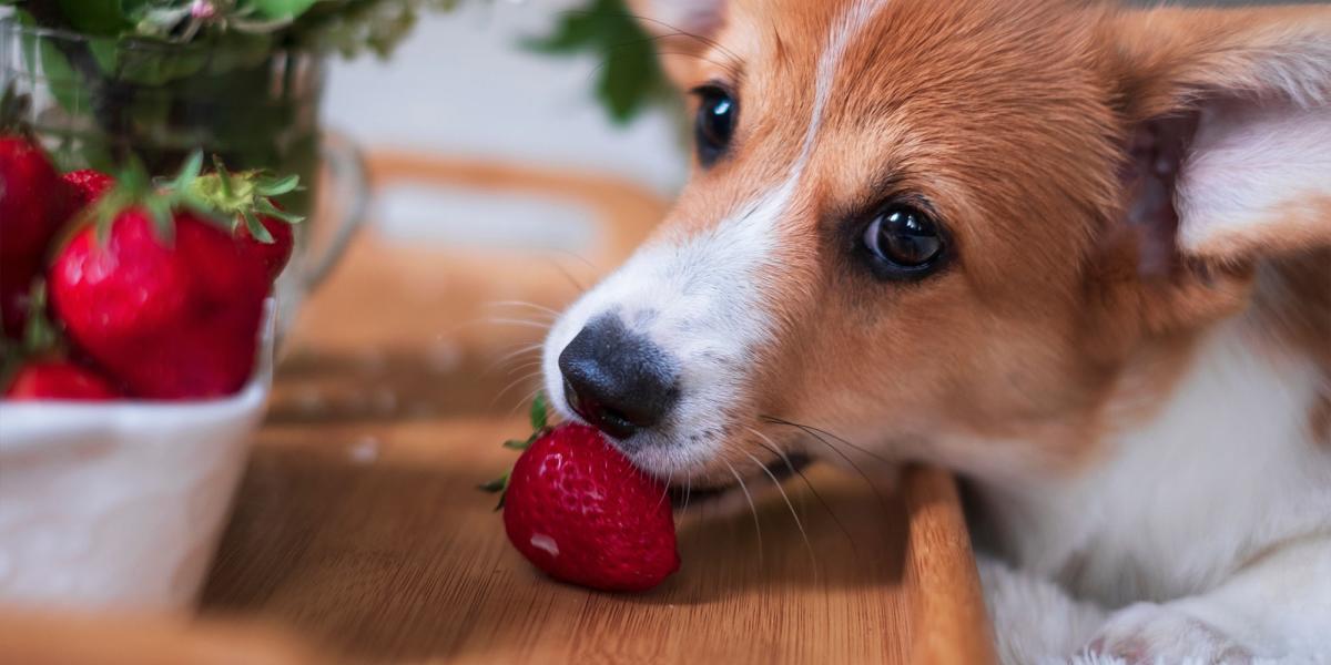 Can Dogs Have Blueberries and Strawberries