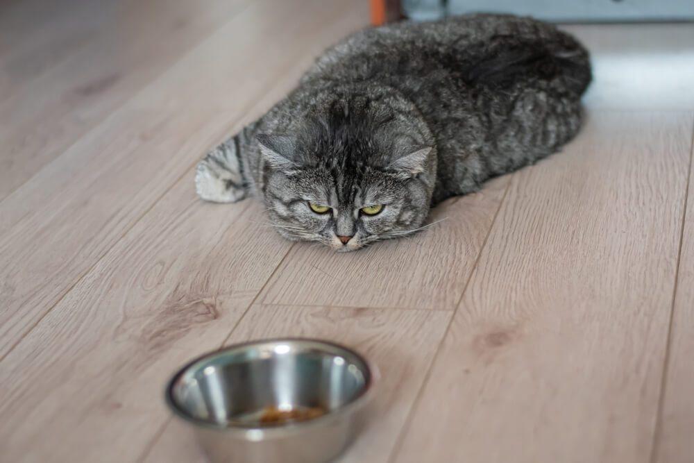 How Long Can a Cat Go Without Eating