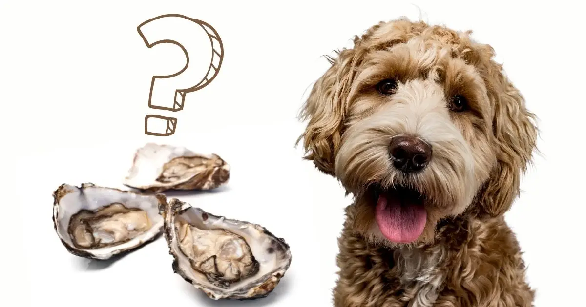 Can Dogs Eat Oysters And Mussels