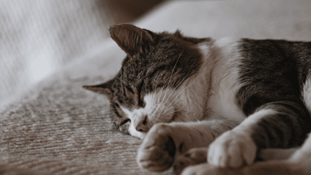 Signs Your Cat Is Dying of Thyroid Disease