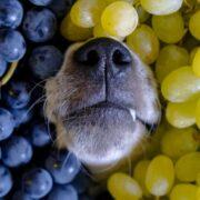 My dog ate grapes but seems fine best sale