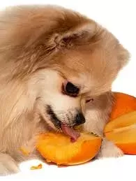 Can Dogs Eat Persimmons? 