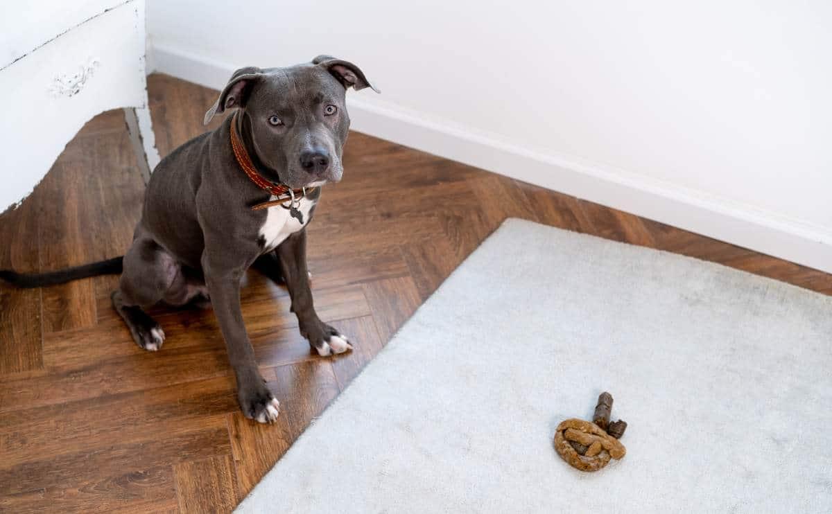 Yellow Bowel Movements in Dogs