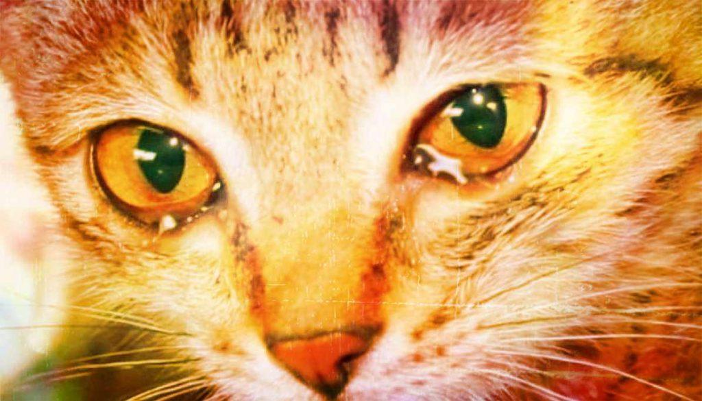 Can Cats Cry