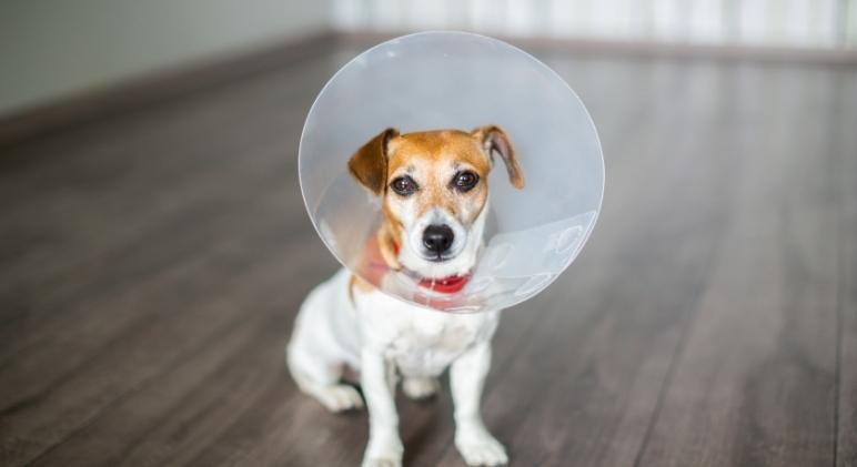 Do Dogs Calm Down After Being Spayed