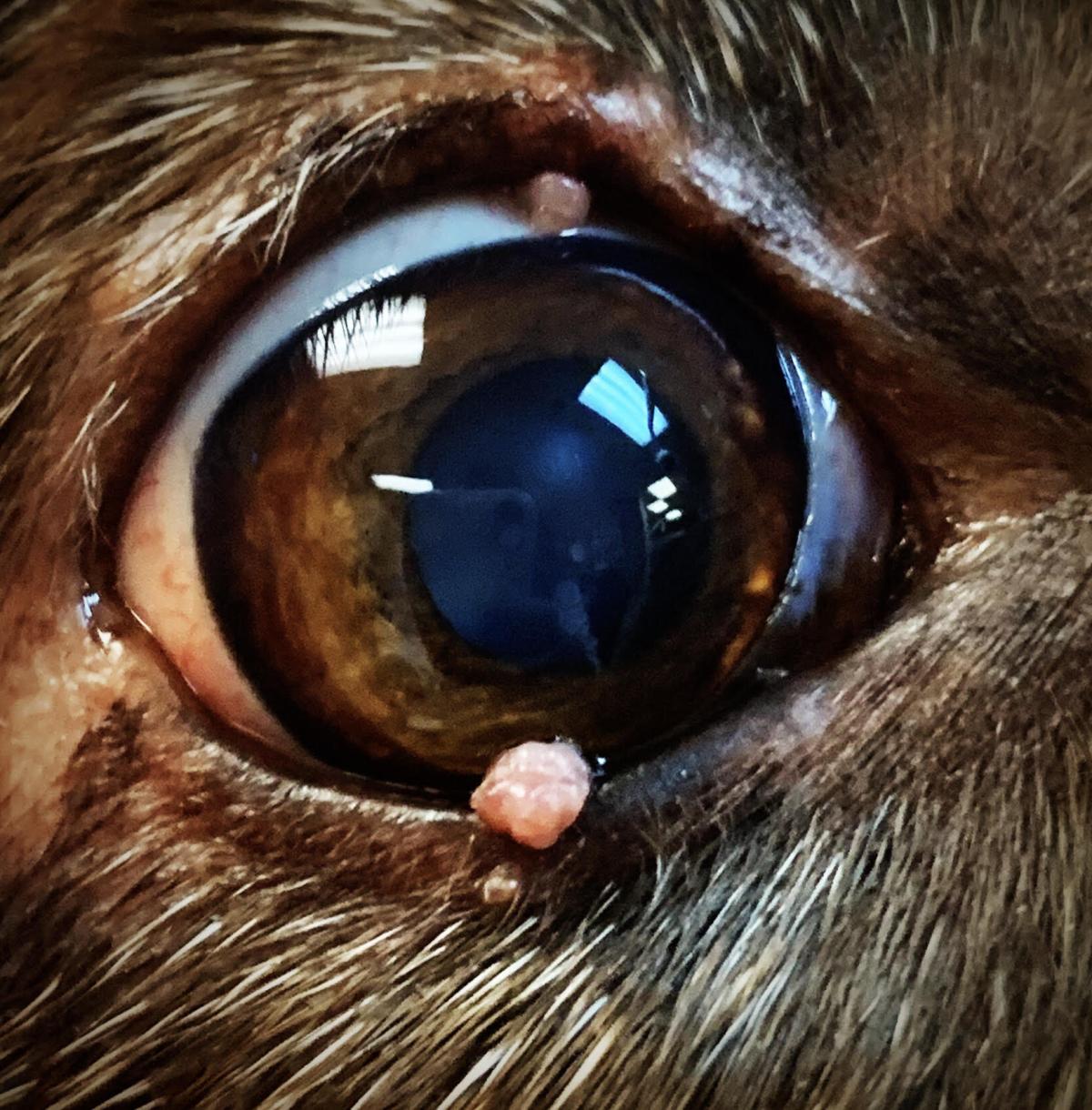 Dog Eyelid Papilloma