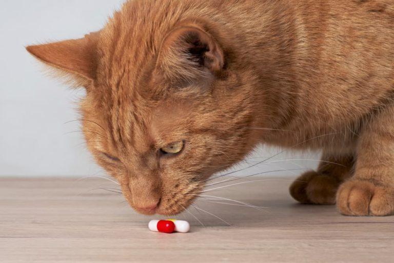 What Does Gabapentin Do for Cats