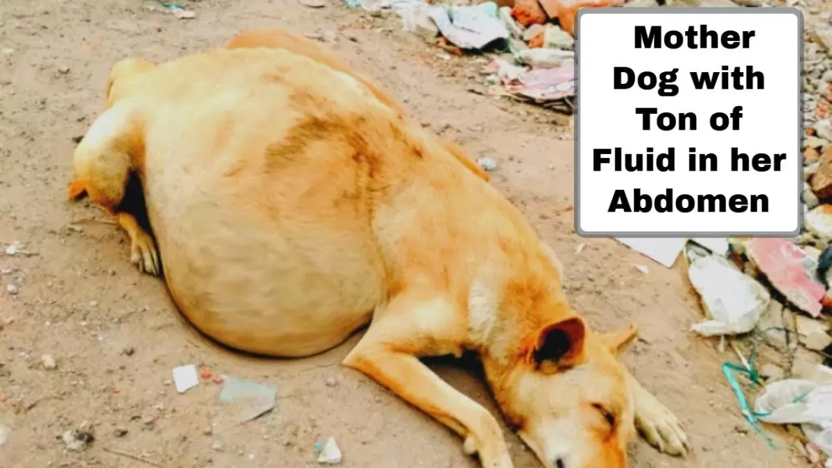 Fluid in Dogs Abdomen