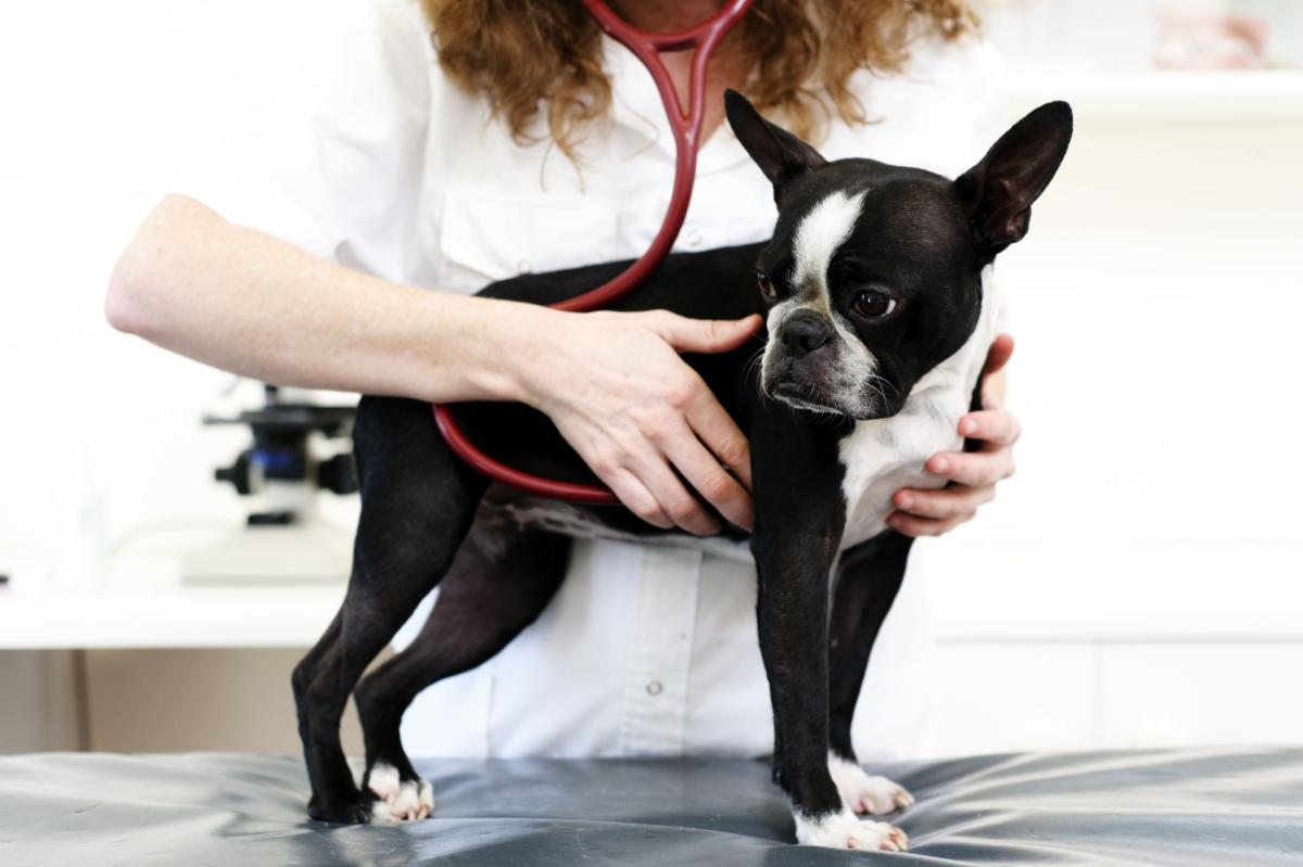 is meningitis in dogs fatal