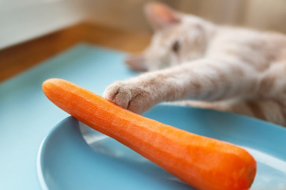 Can Cats Eat Carrots