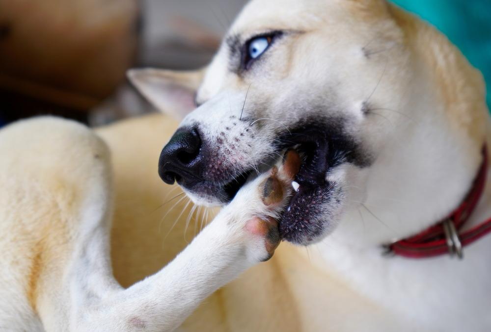 What Does It Mean When A Dog Bites Their Paws Why Do Dogs Bite Their Paws