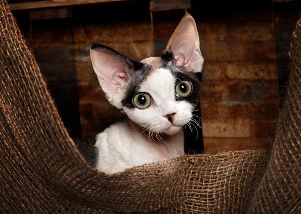 Cat Breeds with Big Ears