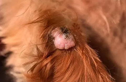 what does a skin tag look like on a dog