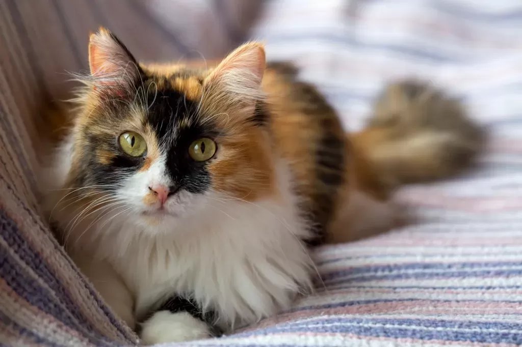 Calico Cat Personality