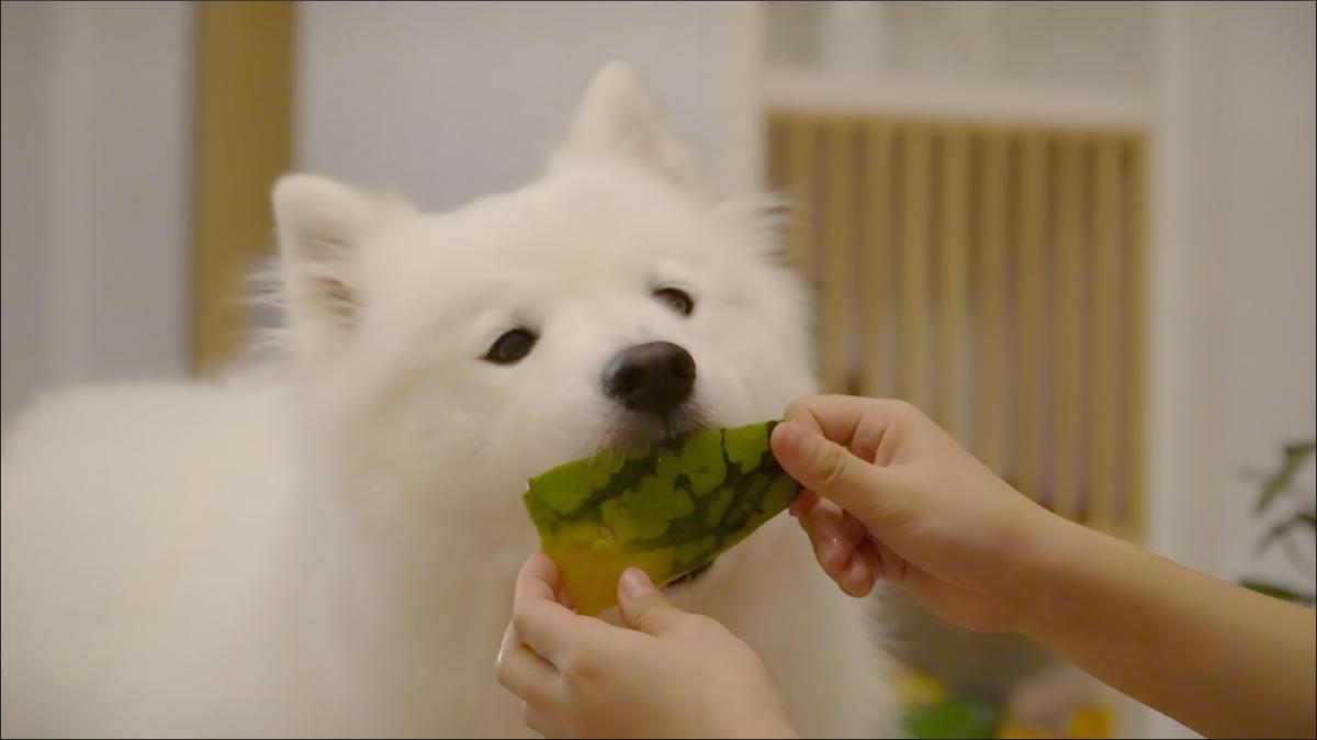 Can Dogs Eat Watermelon Rind?