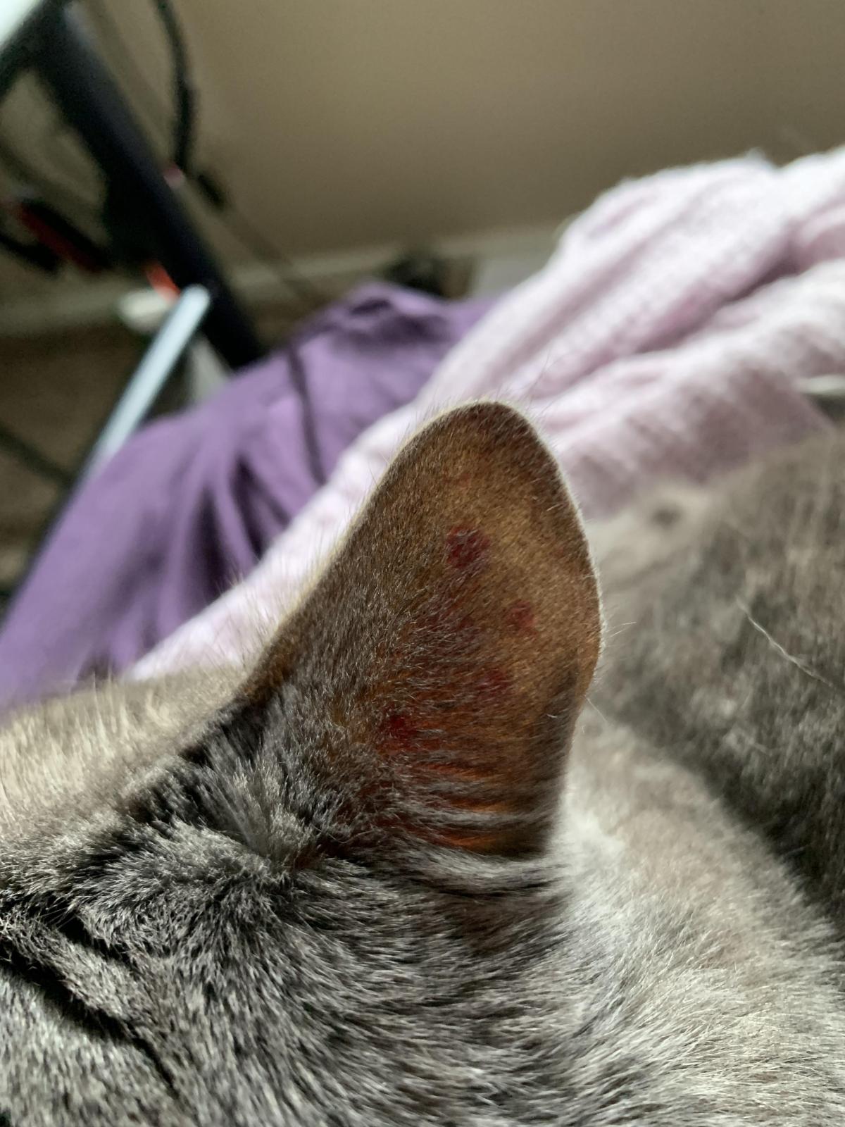 bumps on cats ears