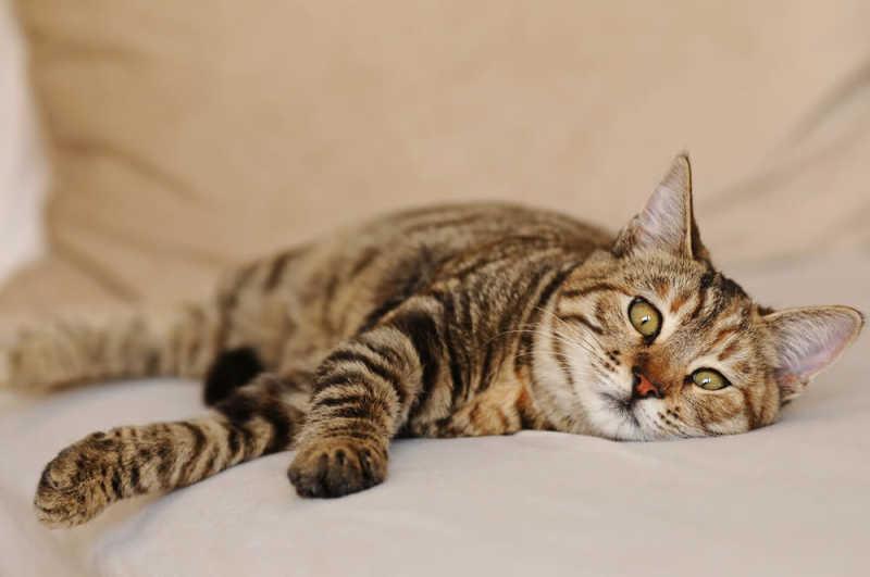 Signs Your Cat Is Dying of Thyroid Disease