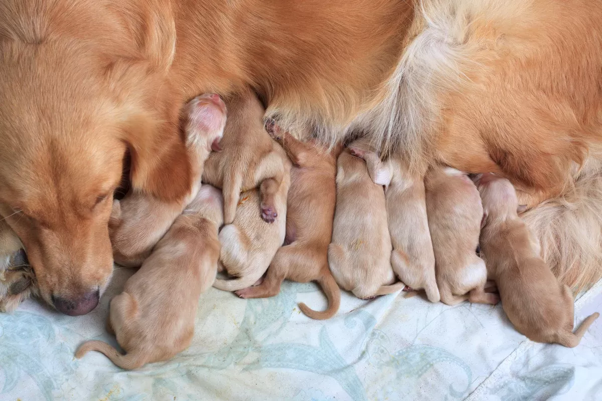 Bir Köpek Doğum Yaptıktan Sonra Kötü İşaretler Nelerdir?