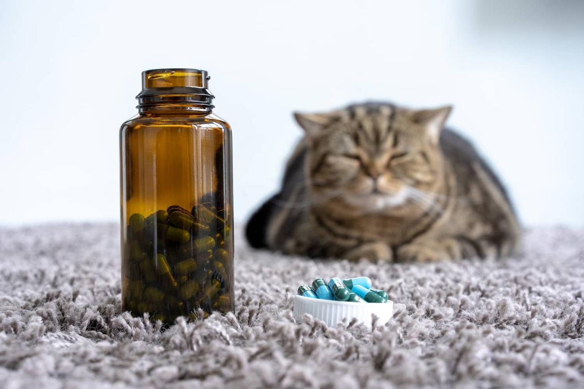 Symptoms of Too Much Methimazole in Cats