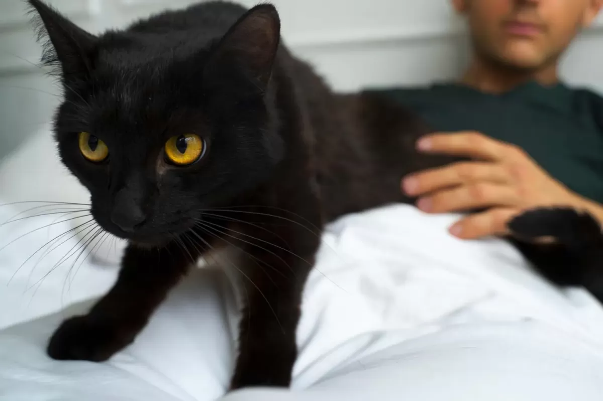 Why Cats Sit on Your Chest Backwards