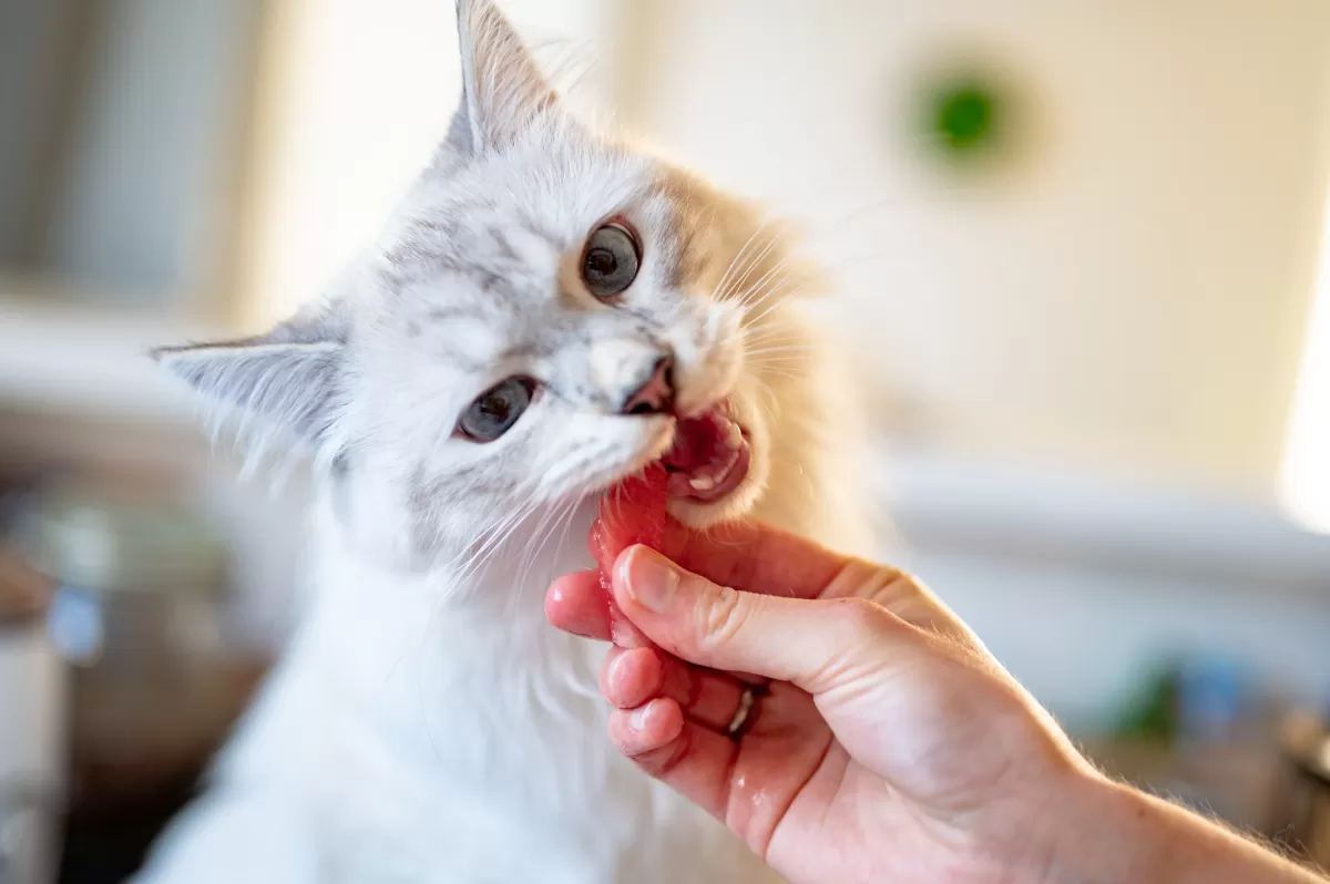 How to Discipline A Cat