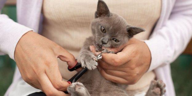 How to Cut Cat's Nails When They Hate It