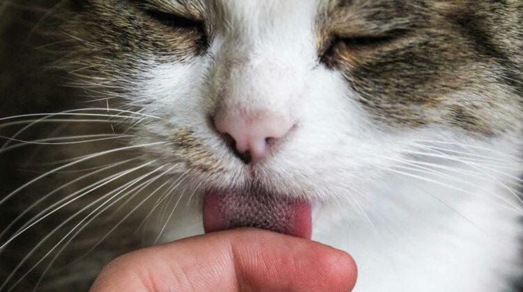 why does my cat lick me