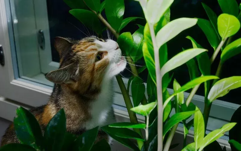 Are Zee Zee Plant Toxic to Cats