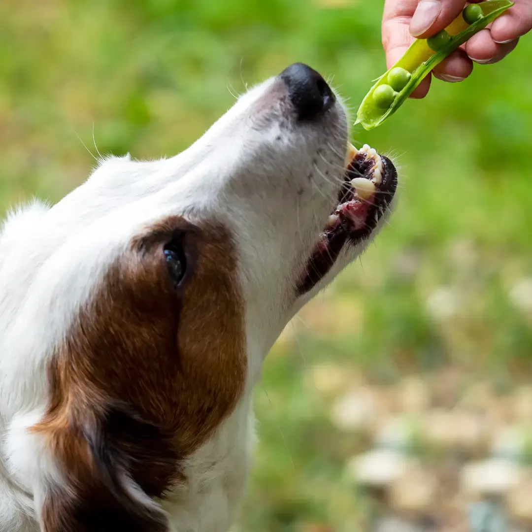 can dog eat peas