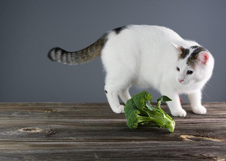 Can Cats Eat Broccoli