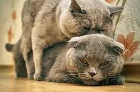 Kedi Kamburluğu: Nedenleri ve Çözümleri