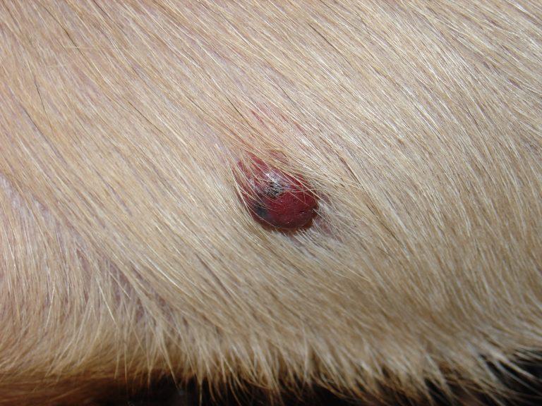 hemangiosarcoma in dogs pictures