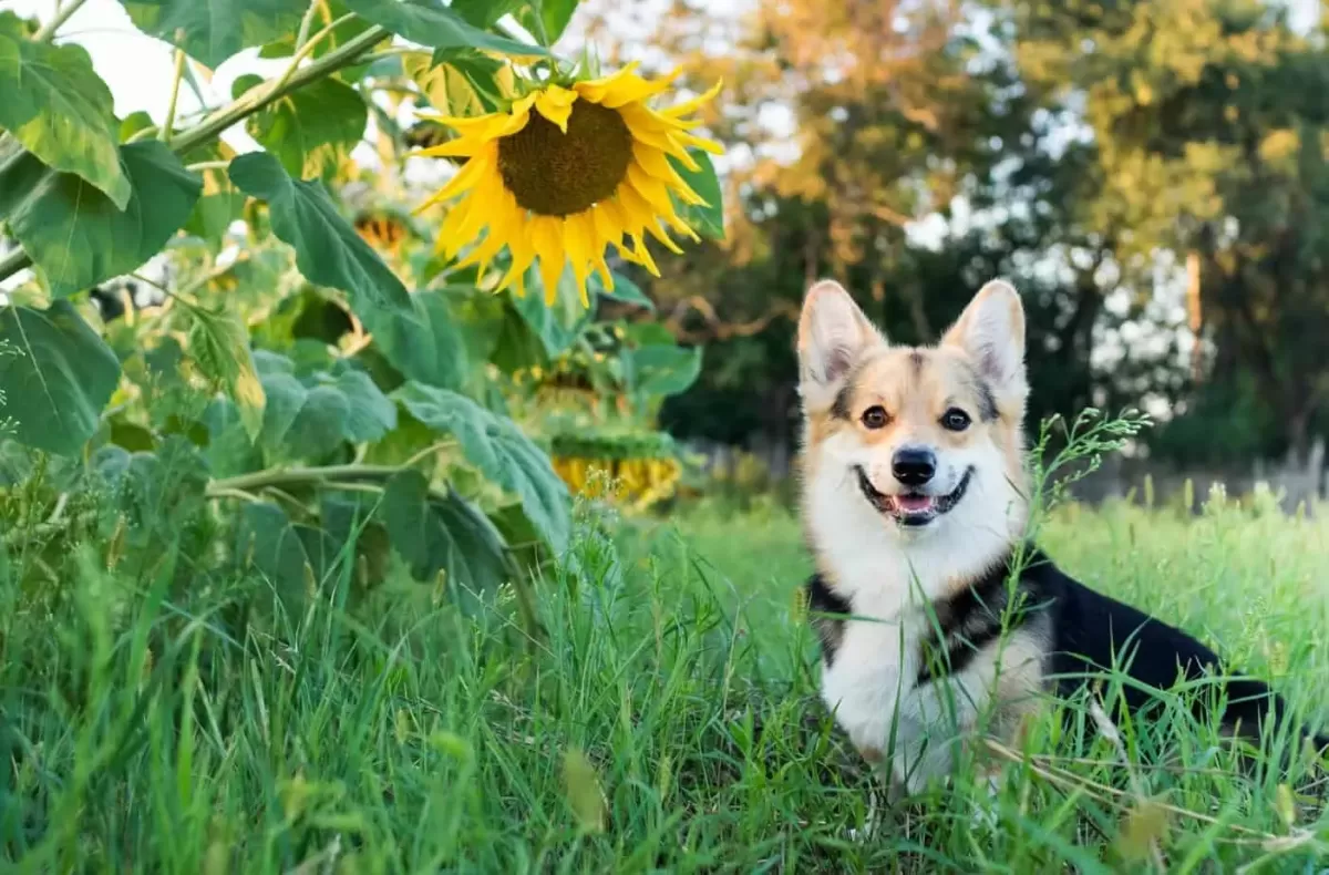 Dog-safe plants include roses, sunflowers, and thyme